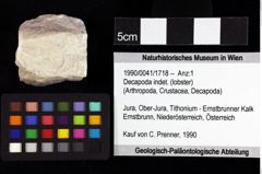 Foto (Objket + Etiketten) von Gabriella anfracta (Schweitzer & Feldmann, 2008) 